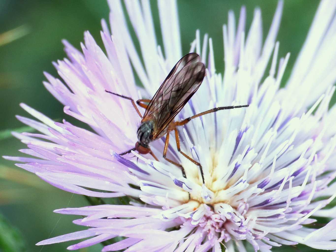 Piccolo Empidiidae